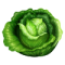 CABBAGE_Green